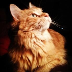 Meet your Posher, Dub